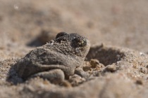 Grzebiuszka ziemna, huczek (Pelobates fuscus)