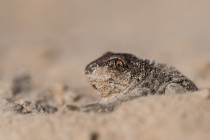 Grzebiuszka ziemna, huczek (Pelobates fuscus)