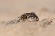 Grzebiuszka ziemna, huczek (Pelobates fuscus)