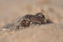 Grzebiuszka ziemna, huczek (Pelobates fuscus)