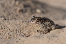 Grzebiuszka ziemna, huczek (Pelobates fuscus)