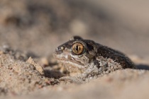 Grzebiuszka ziemna, huczek (Pelobates fuscus)