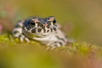 Ropucha zielona (Pseudepidalea viridis, Bufo viridis)