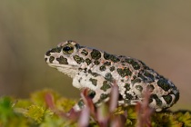 Ropucha zielona (Pseudepidalea viridis, Bufo viridis)