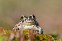 Ropucha zielona (Pseudepidalea viridis, Bufo viridis)