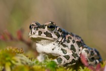 Ropucha zielona (Pseudepidalea viridis, Bufo viridis)