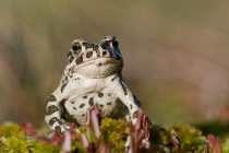 Ropucha zielona (Pseudepidalea viridis, Bufo viridis)