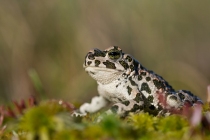 Ropucha zielona (Pseudepidalea viridis, Bufo viridis)