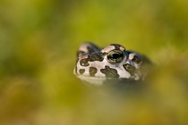 Ropucha zielona (Pseudepidalea viridis, Bufo viridis)