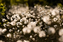 Wełnianka pochwowata (Eriophorum vaginatum L.)