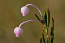 Modrzewnica zwyczajna (Andromeda polifolia)