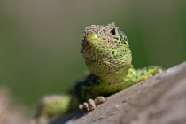 Jaszczurka zwinka (Lacerta agilis) samiec