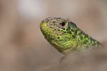 Jaszczurka zwinka (Lacerta agilis) samiec