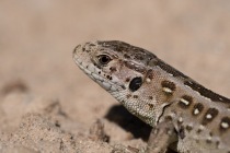 Jaszczurka zwinka (Lacerta agilis) samica