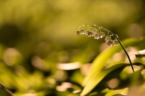 Konwalia majowa (Convallaria majalis)