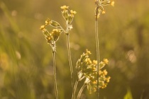 Pierwiosnek lekarski (Primula veris)