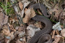 Żmija zygazkowata (Vipera berus)