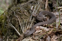 Żmija zygazkowata (Vipera berus)