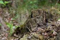 Żmija zygazkowata (Vipera berus)