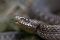 Żmija zygazkowata (Vipera berus)