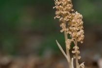 Gnieźnik leśny, gniazdosz leśny (Neottia nidus-avis)