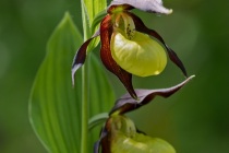 Obuwik pospolity (Cypripedium calceolus L.)