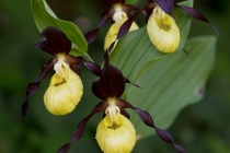 Obuwik pospolity (Cypripedium calceolus L.)