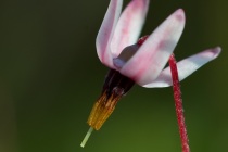 Żurawina błotna (Vaccinium oxycoccos L. = Oxycoccus palustris L.)