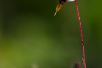 Żurawina błotna (Vaccinium oxycoccos L. = Oxycoccus palustris L.)