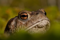 Ropucha szara (Bufo bufo)