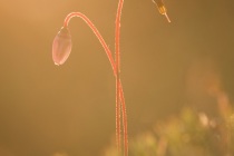 Żurawina błotna (Oxycoccus palustris)