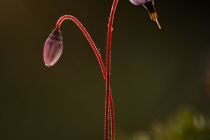 Żurawina błotna (Oxycoccus palustris)