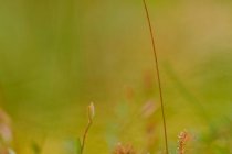 Rosiczka okrągłolistna (Drosera rotundifolia L.)