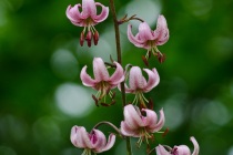 Lilia złotogłów (Lilium martagon L.)