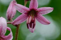 Lilia złotogłów (Lilium martagon L.)