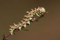 Kapturnica byliczanka (Cucullia artemisiae)