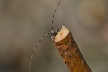 Tycz cieśla (Acanthocinus aedilis)