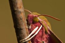 Zmrocznik gładysz (Deilephila elpenor)