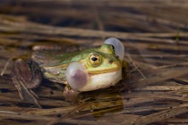 Żaba jeziorkowa (Pelophylax lessonae
