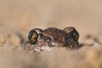 Grzebiuszka ziemna, huczek (Pelobates fuscus)