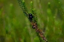 Bażyna czarna (Empetrum nigrum L.)