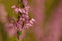 Wrzos zwyczajny (Calluna vulgaris)