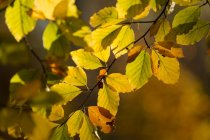 Buk zwyczjany (Fagus sylvatica)