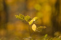 Buk zwyczajny (Fagus sylvatica)