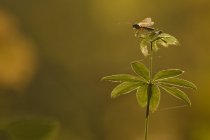 Przytulia wonna (Galium odoratum)