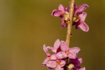 Wawrzynek wilczełyko (Daphne mezereum)