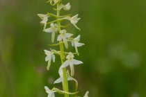 Podkolan biały (Platanthera bifolia)