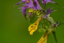 Pszeniec gajowy (Melampyrum nemorosum)