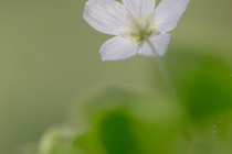 Szczawik zajęczy (Oxalis acetosella L.)