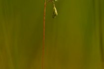 Rosiczka okrągłolistna (Drosera rotundifolia L.)